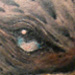 tattoo galleries/ - Eagle Head